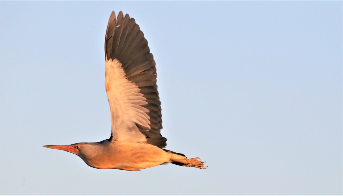 Little Bittern - ML522897591