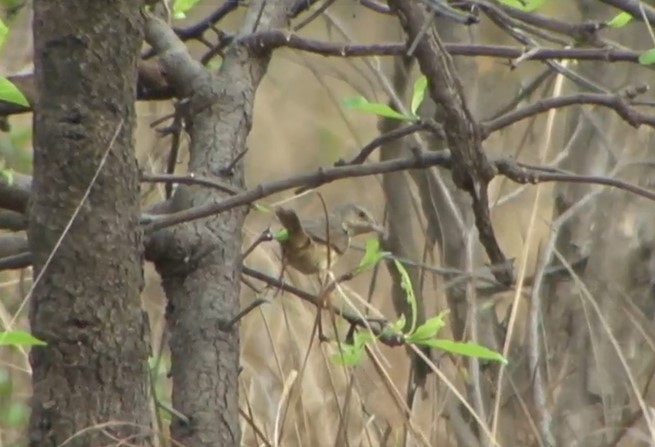 Brown Prinia - Josep del Hoyo