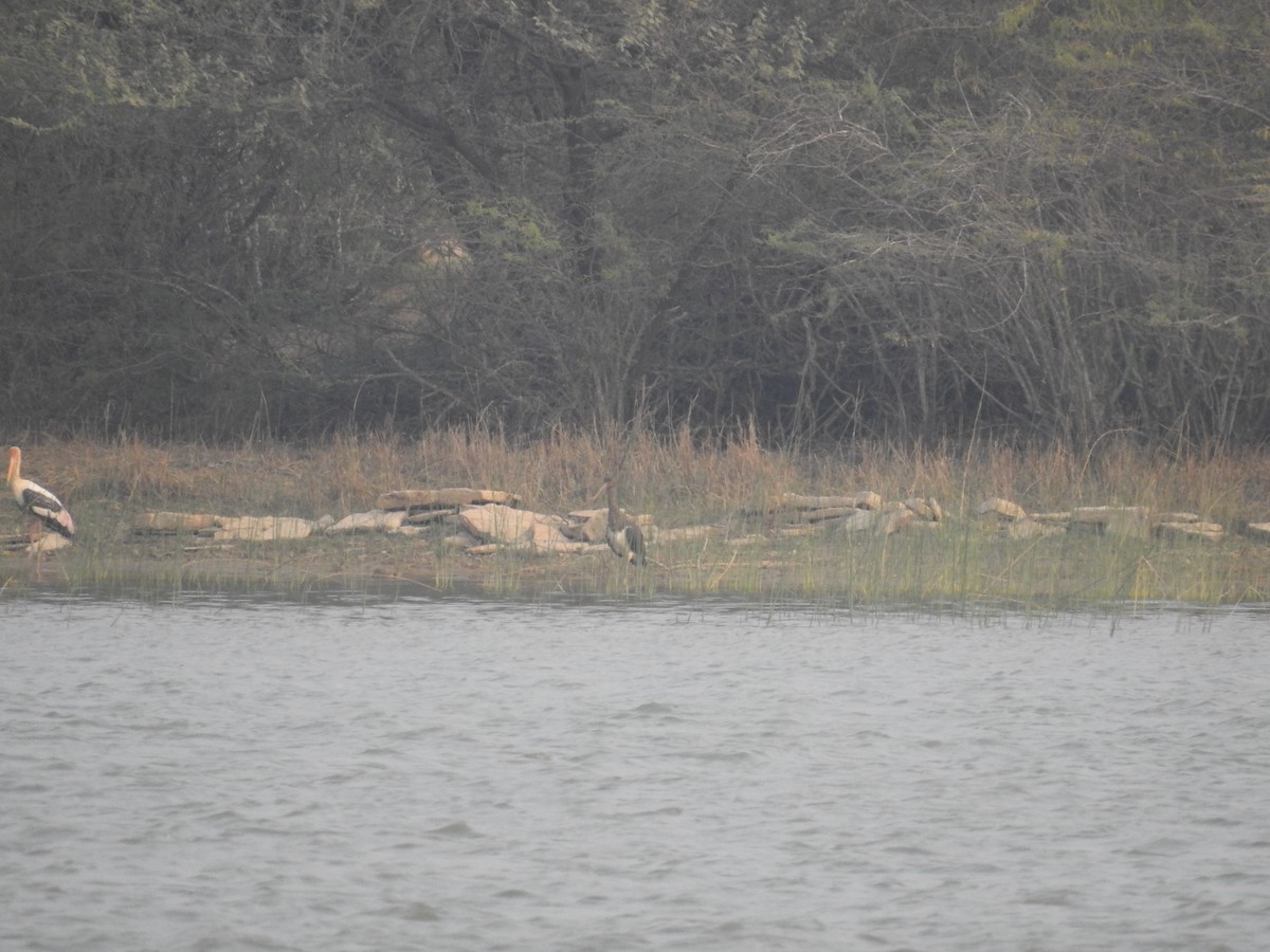 Black Stork - Senan D'Souza