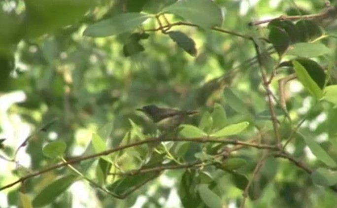 Bar-winged Prinia - ML522898081