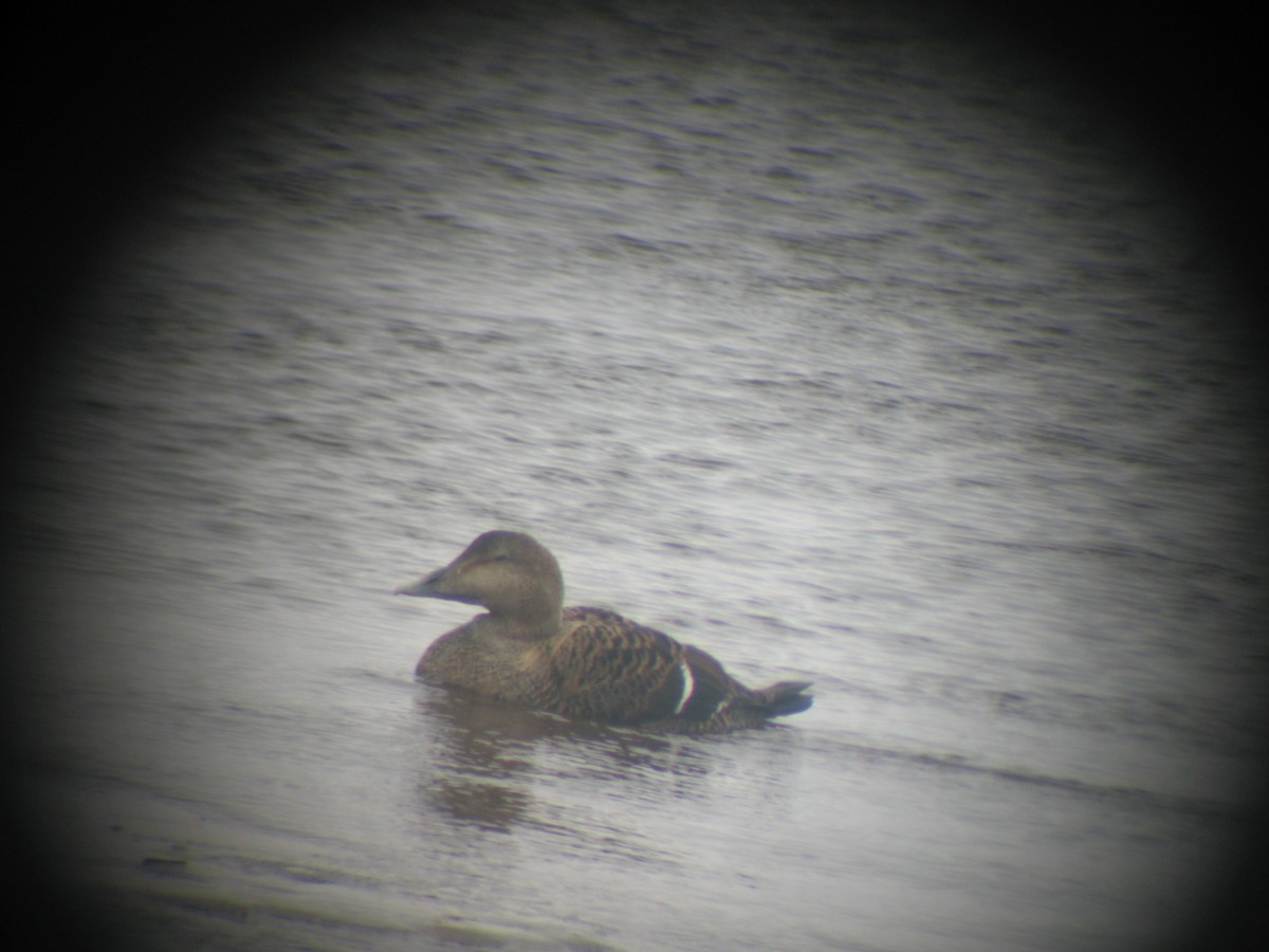 Common Eider - ML522898401