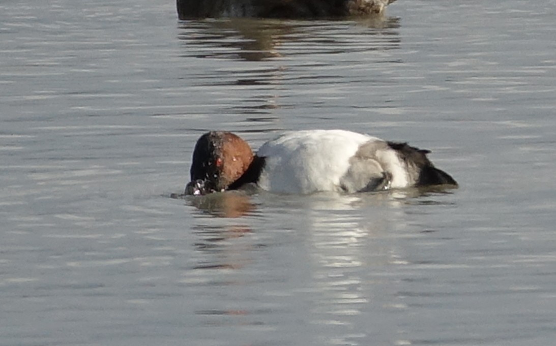 Canvasback - ML522898561