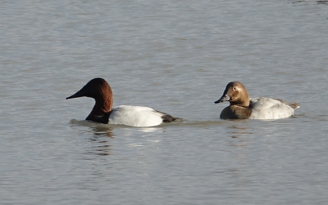 Canvasback - Michael DeWispelaere