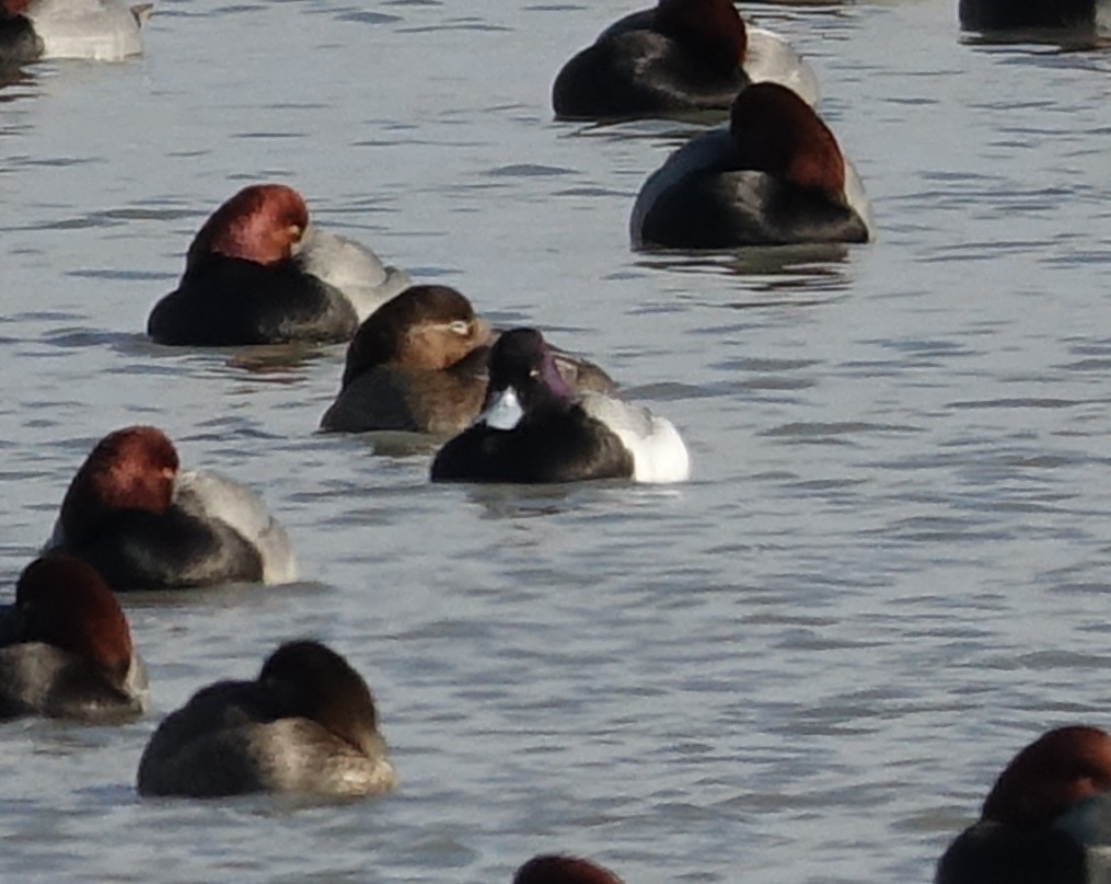 Lesser Scaup - ML522898821