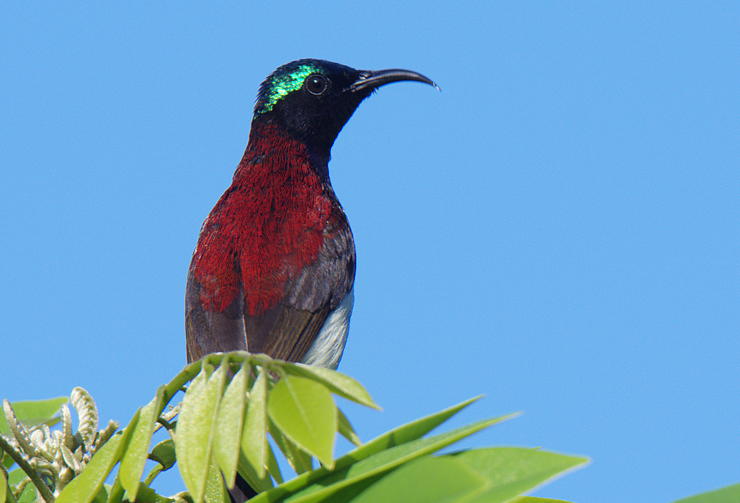 Crimson-backed Sunbird - ML522898841