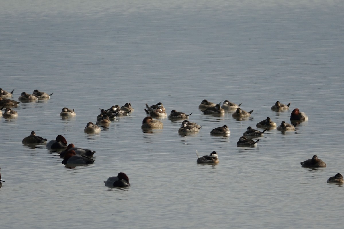 Ruddy Duck - ML522898861