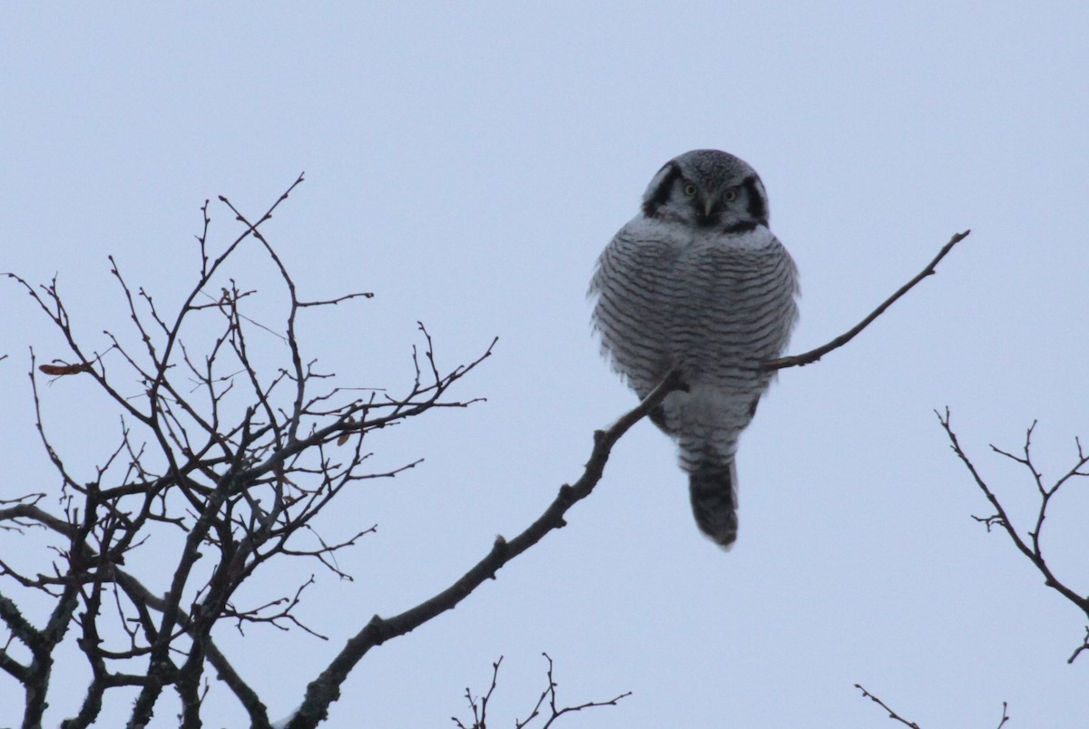 Northern Hawk Owl - ML522900191