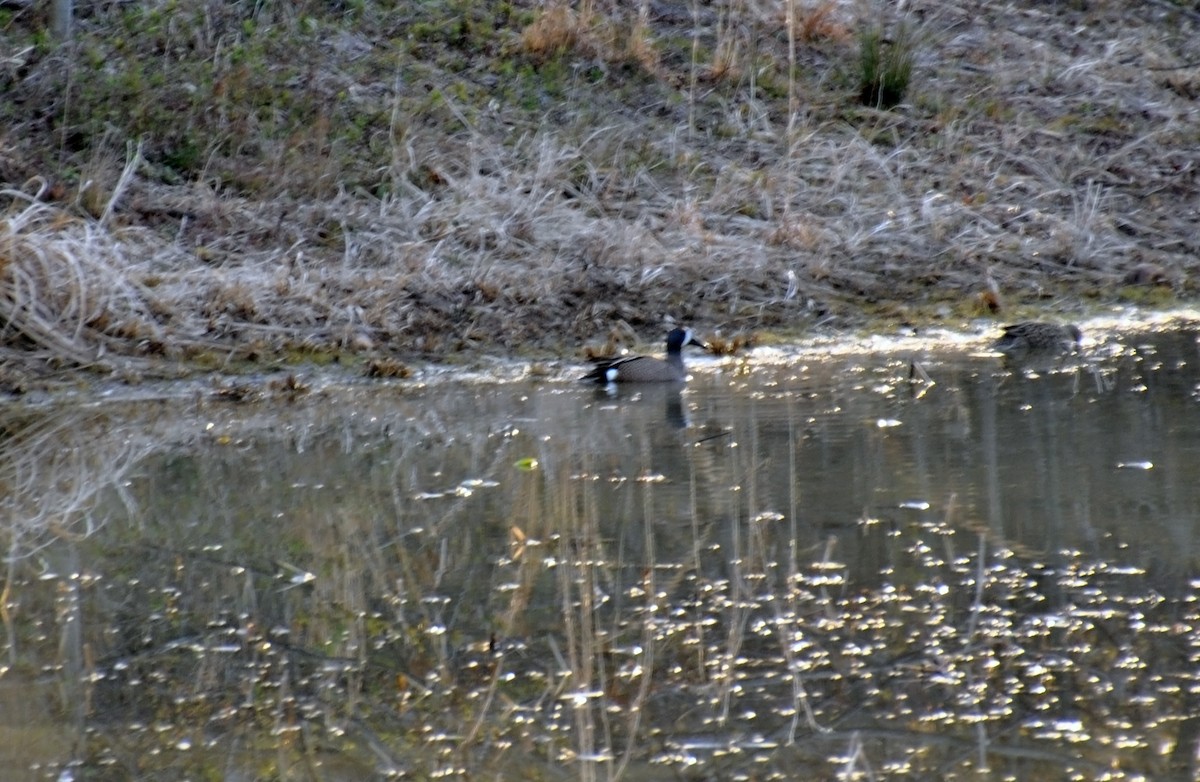 Blue-winged Teal - ML52290061