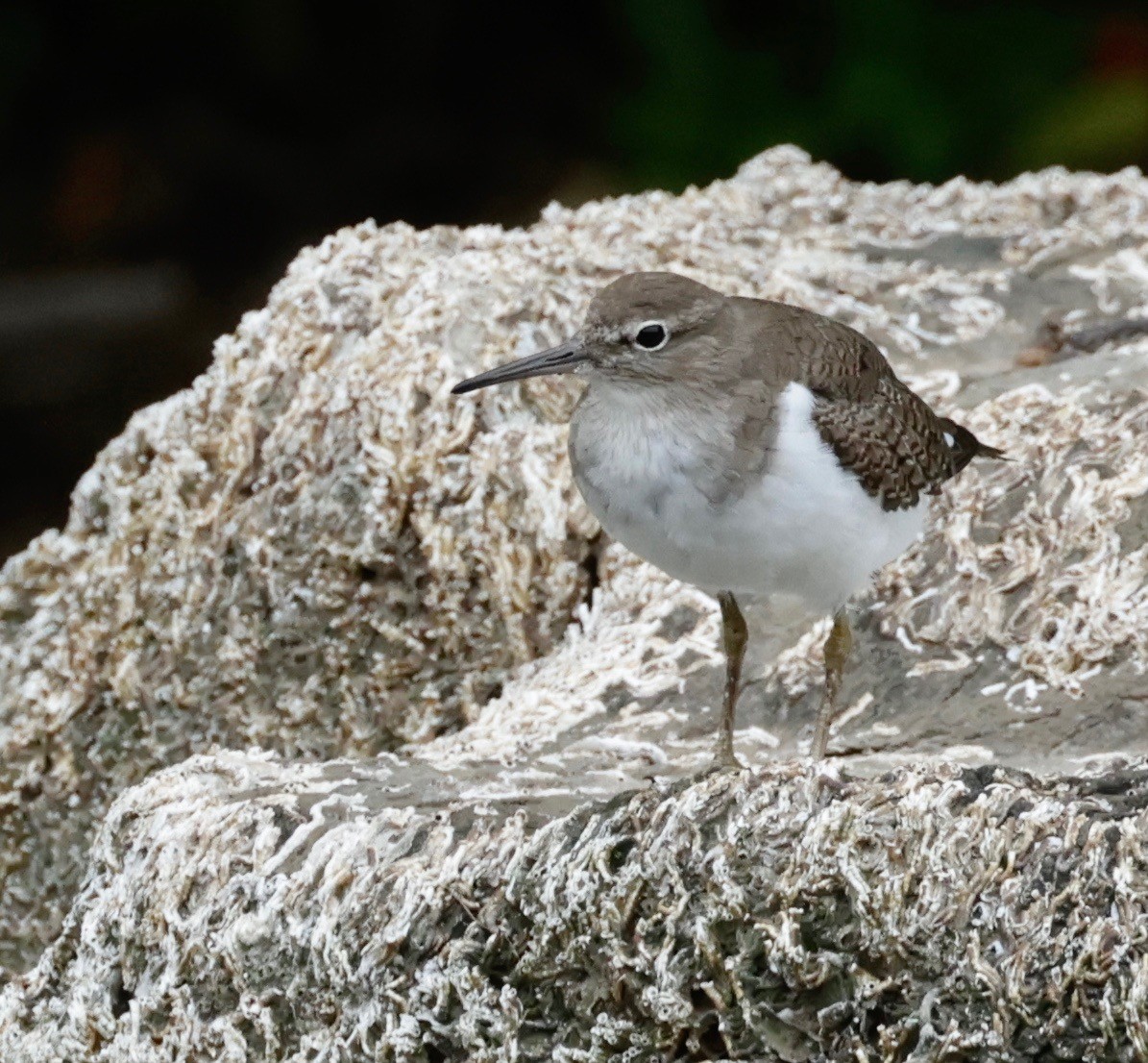 Common Sandpiper - ML522900671