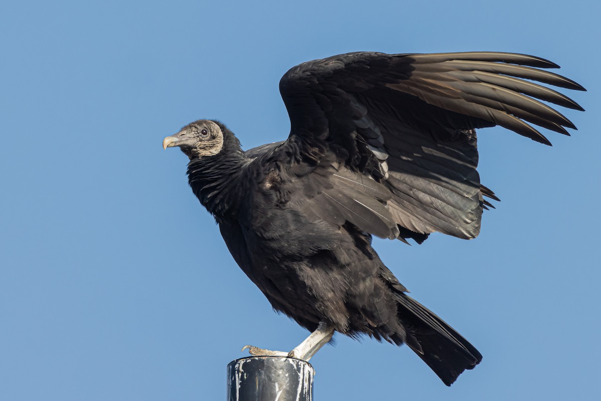 Black Vulture - ML522900781