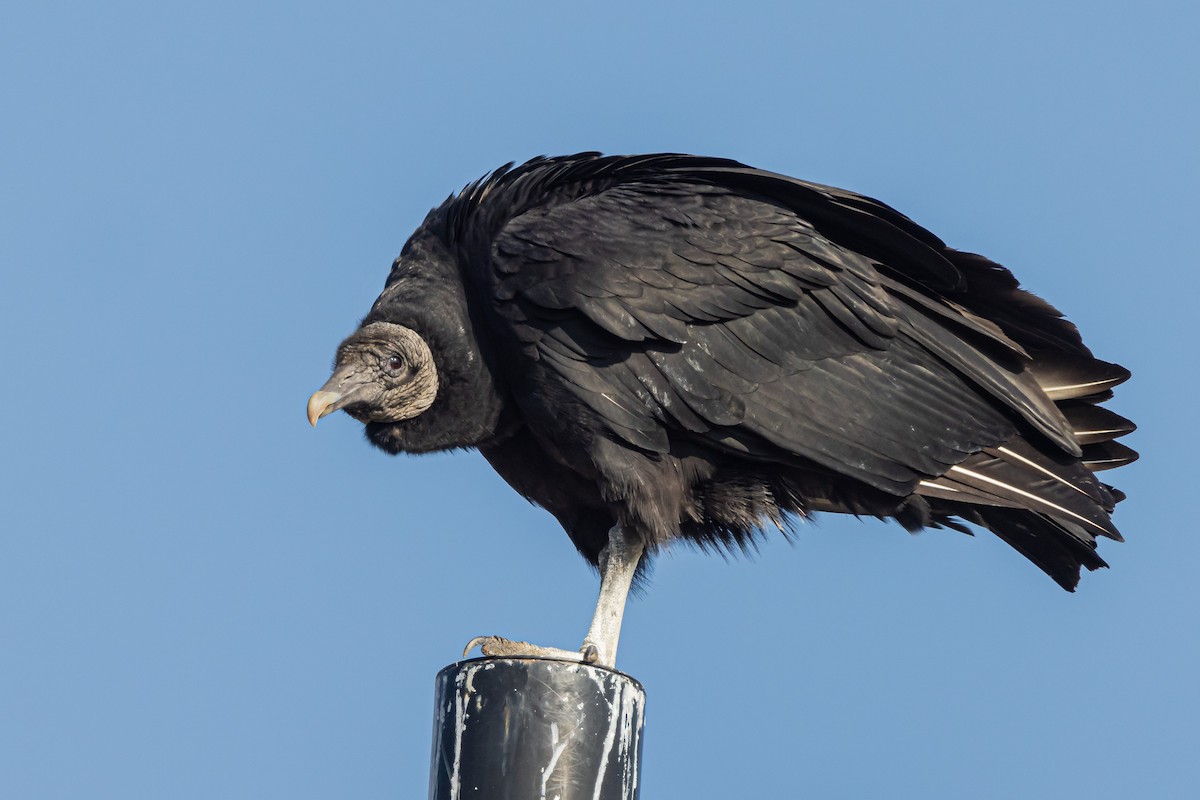 Black Vulture - ML522900791