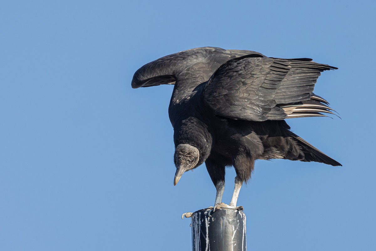 Black Vulture - ML522900801