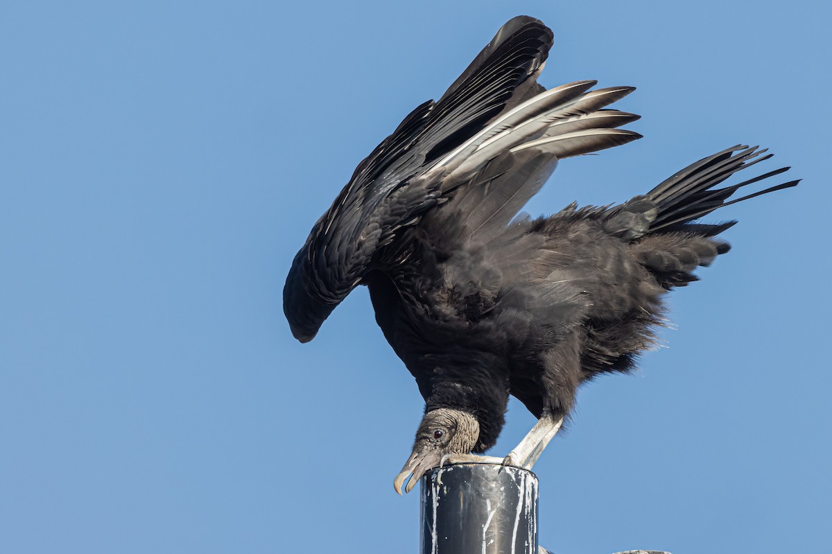 Black Vulture - ML522900811