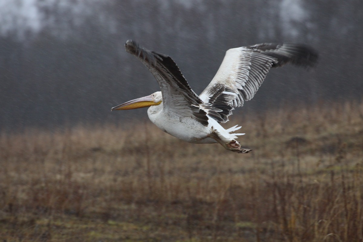 Great White Pelican - ML522901601