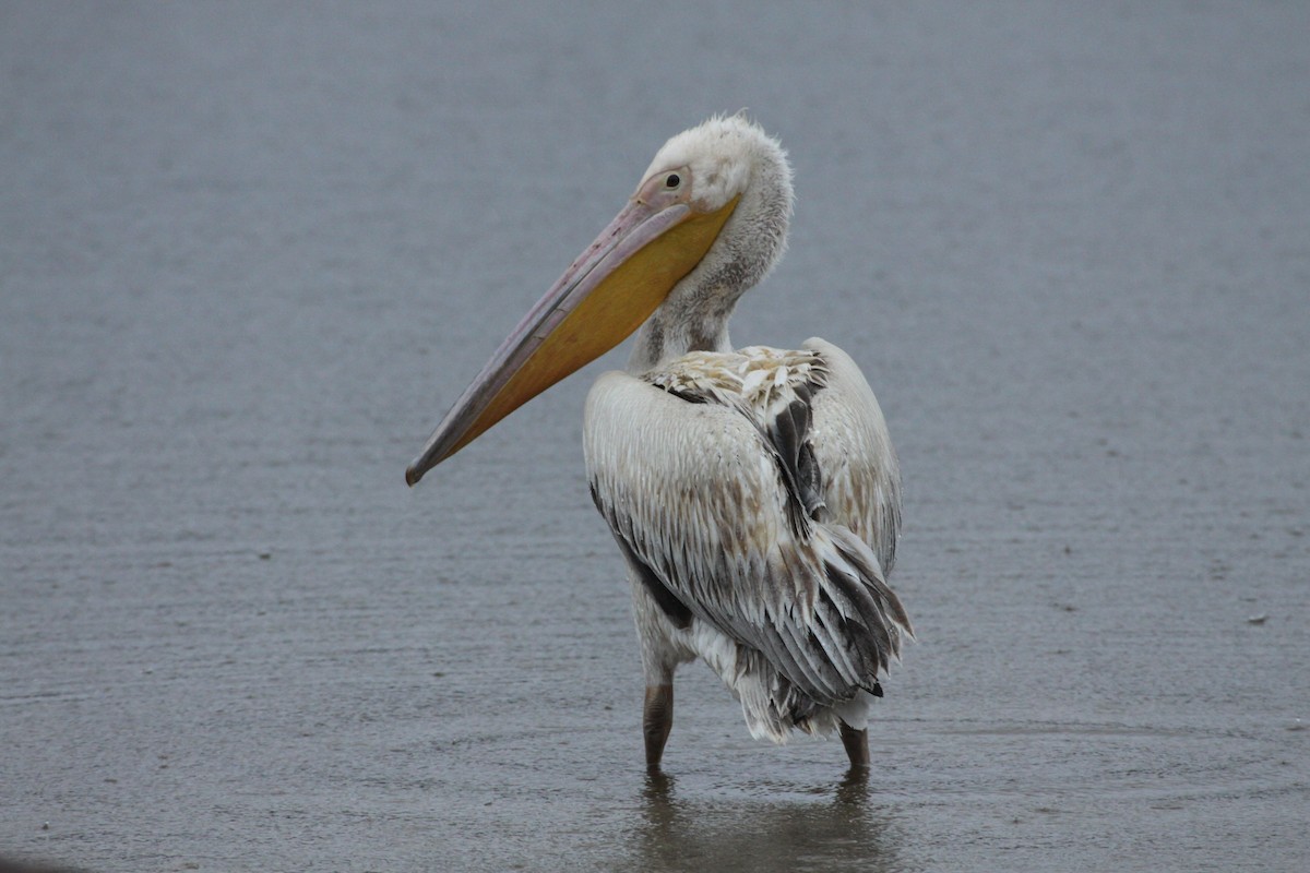 Great White Pelican - ML522901611