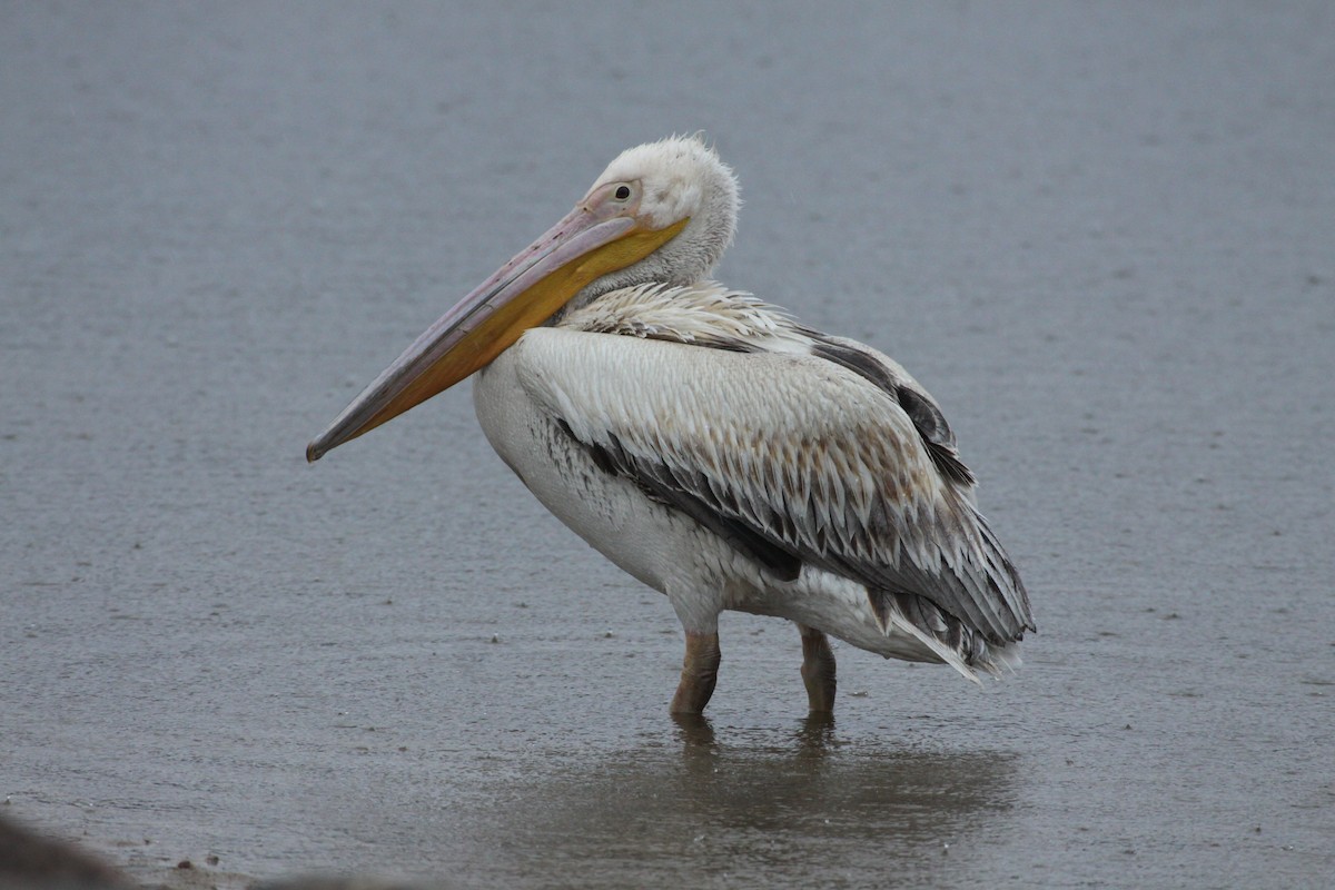 Great White Pelican - ML522901621