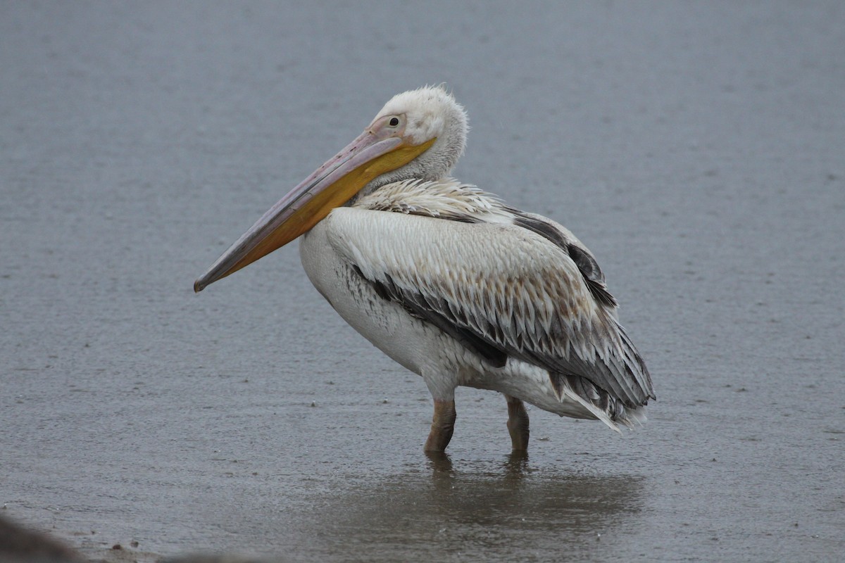 Great White Pelican - Gaidis Grandāns