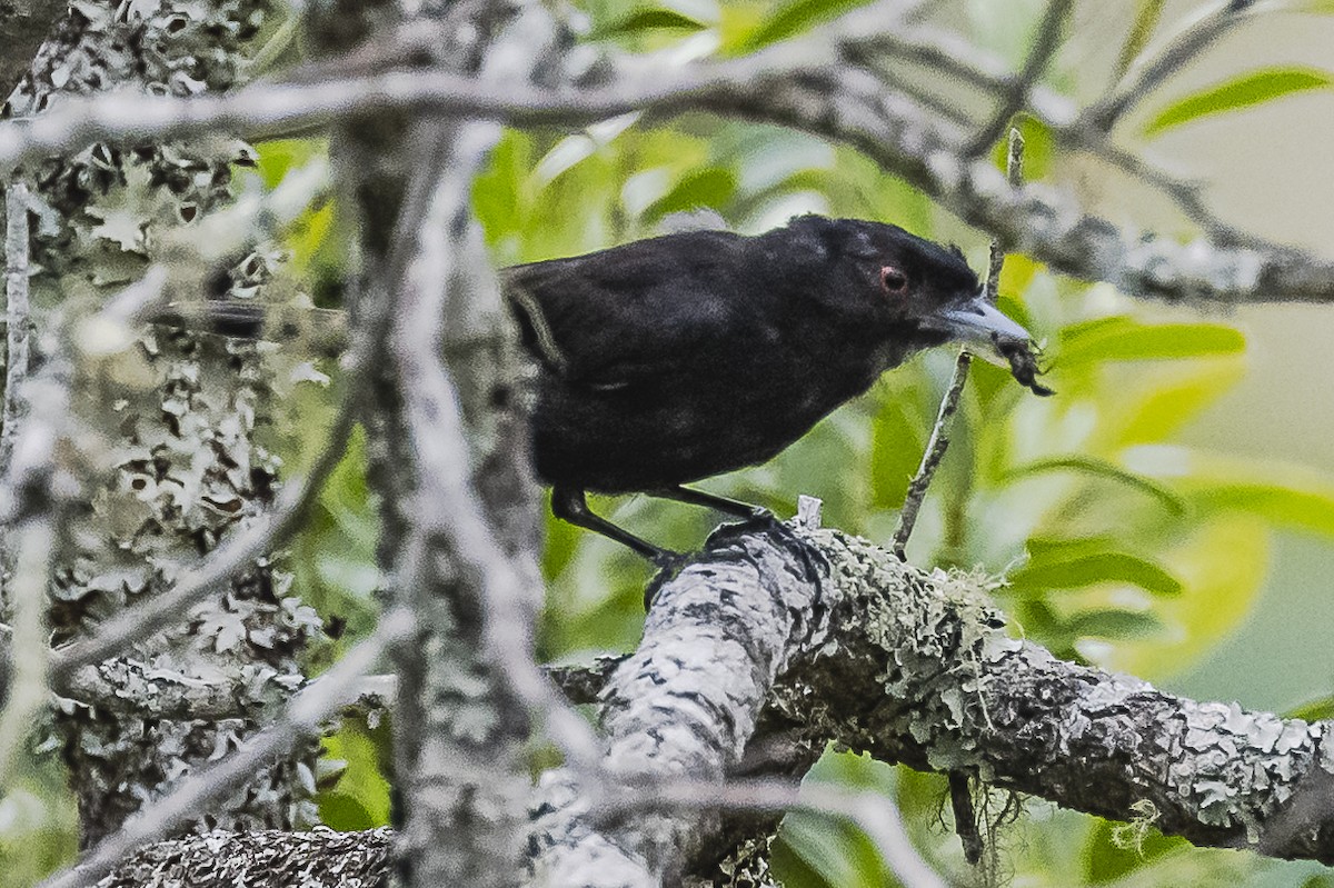 クロタイランチョウ - ML522901701