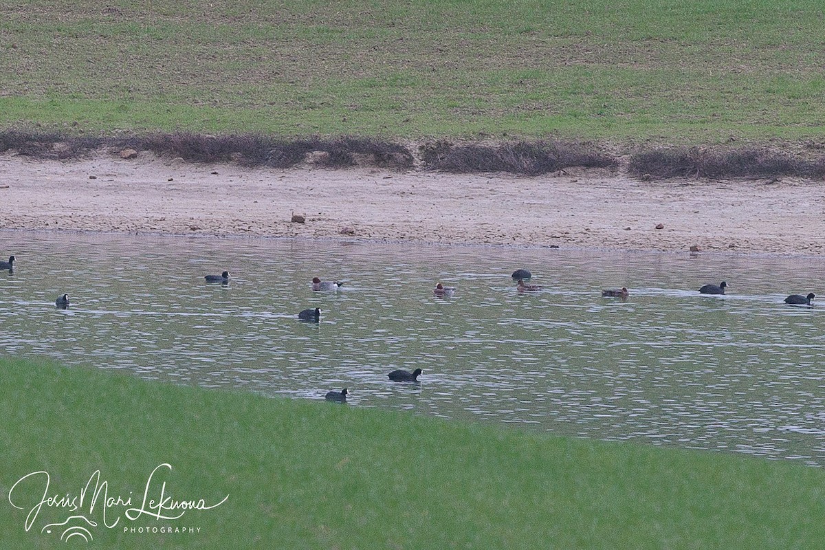 Eurasian Wigeon - ML522902831