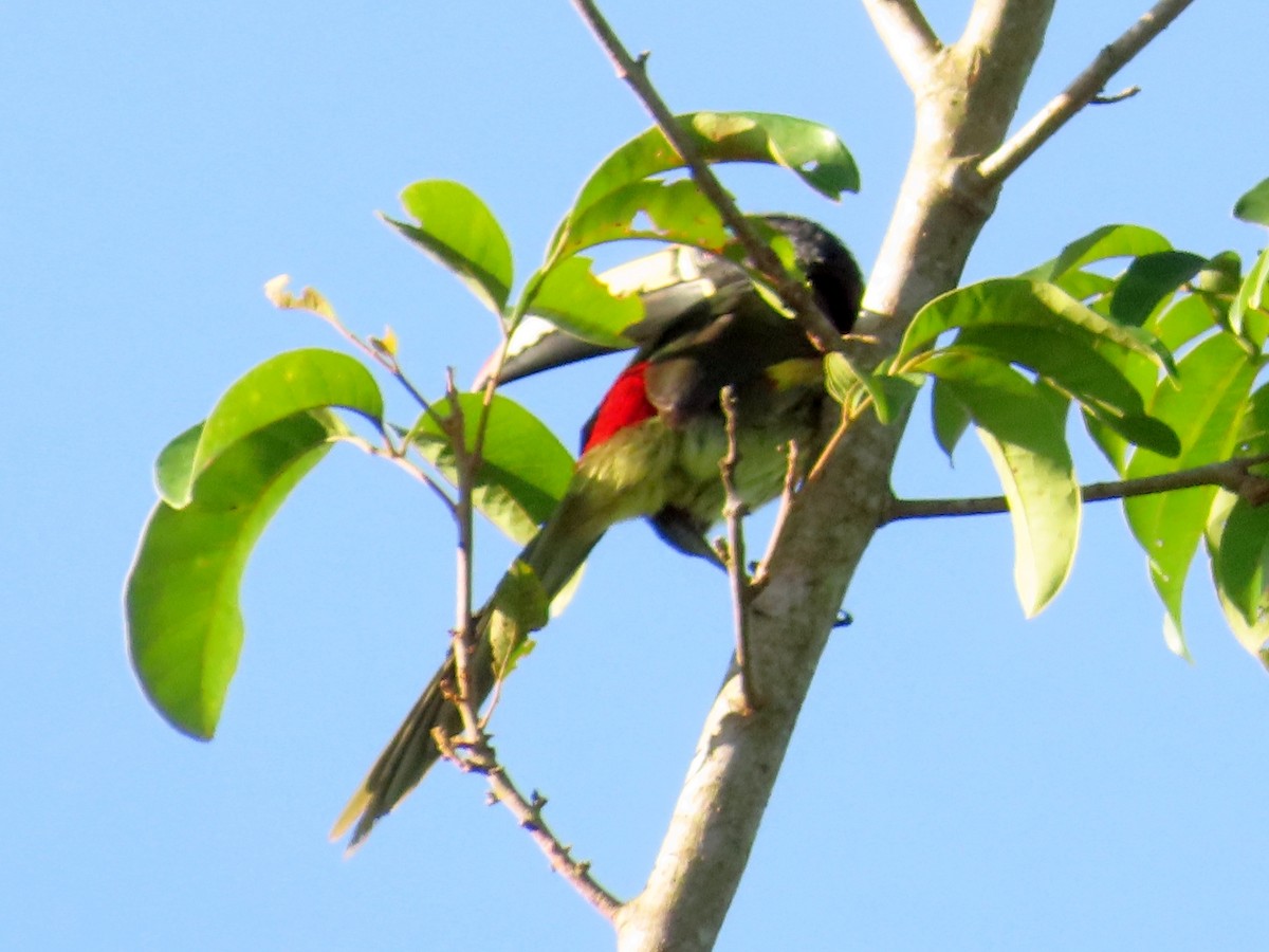 aracari sp. - ML522903101