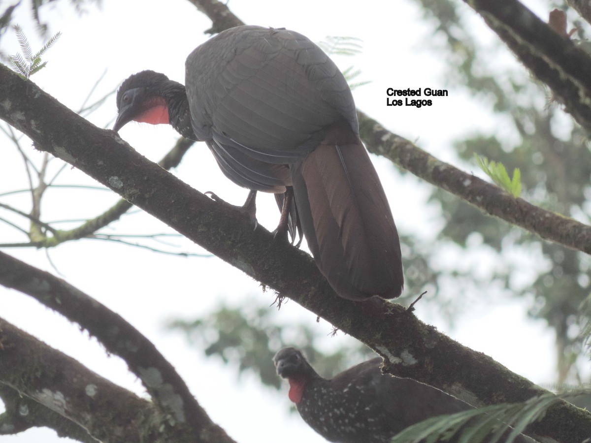 Crested Guan - James Bozeman