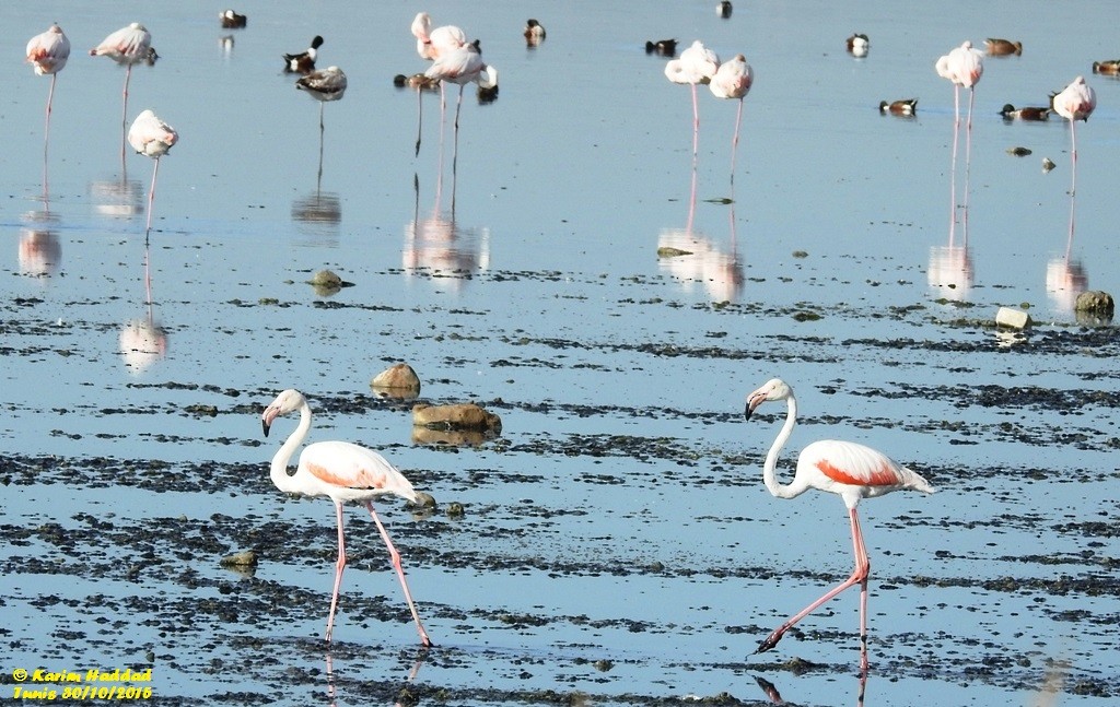 Greater Flamingo - ML52290671