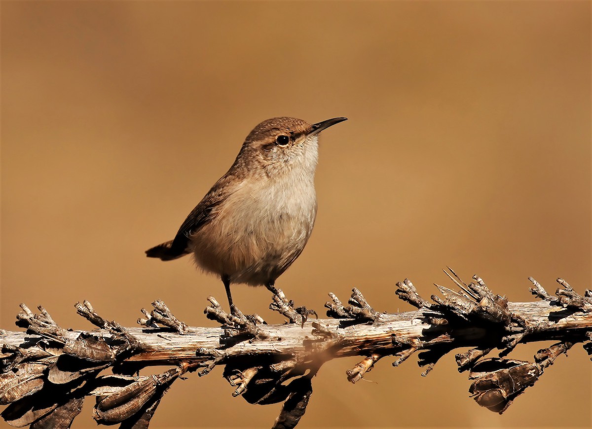 Rock Wren - ML522907571