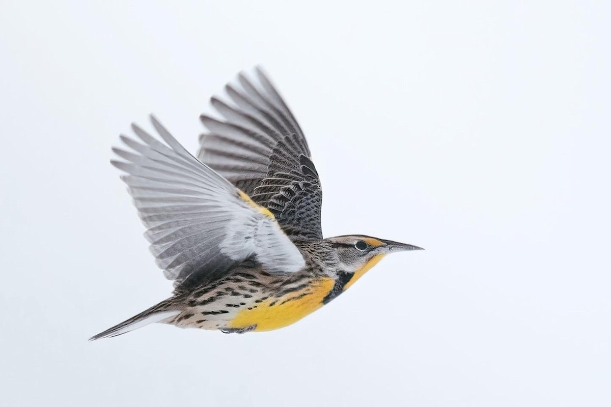 Eastern Meadowlark - ML522907831