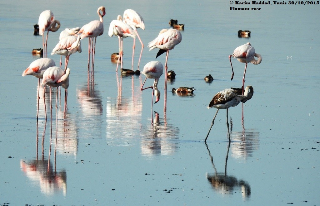 Greater Flamingo - ML52290901