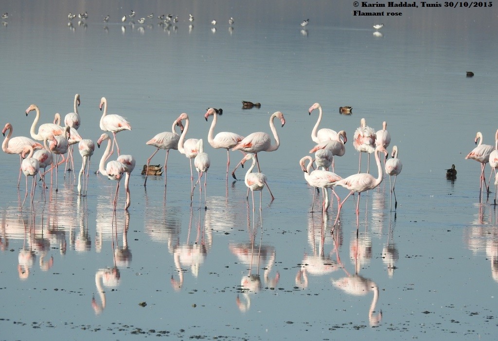 Greater Flamingo - ML52291011