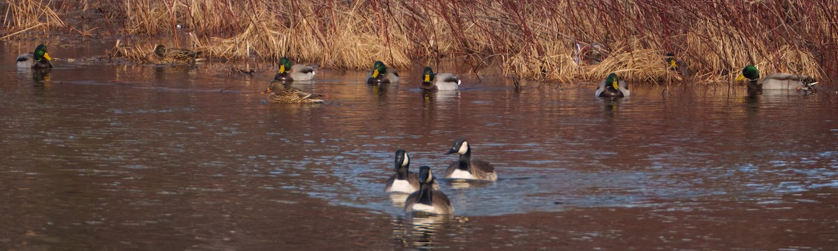 Canada Goose - ML522910261