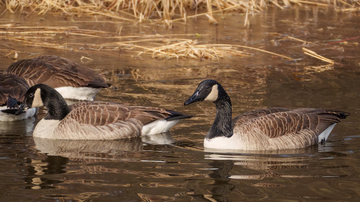 Canada Goose - ML522910281