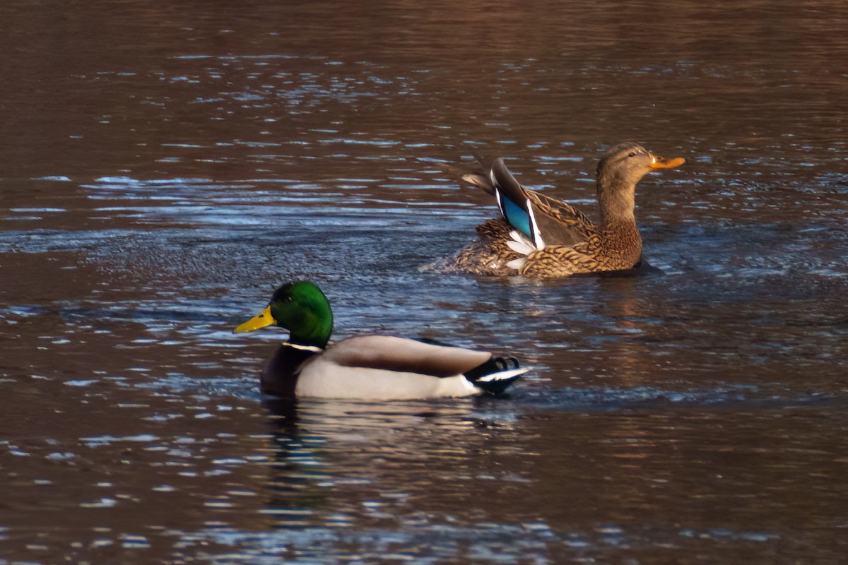 Canard colvert - ML522910391