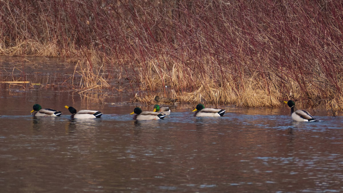 Canard colvert - ML522910401