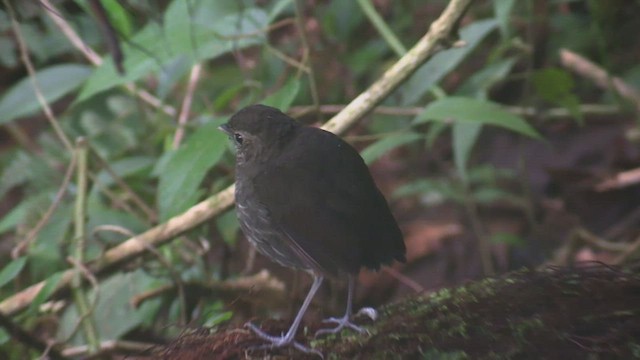 Cundinamarca Antpitta - ML522911471