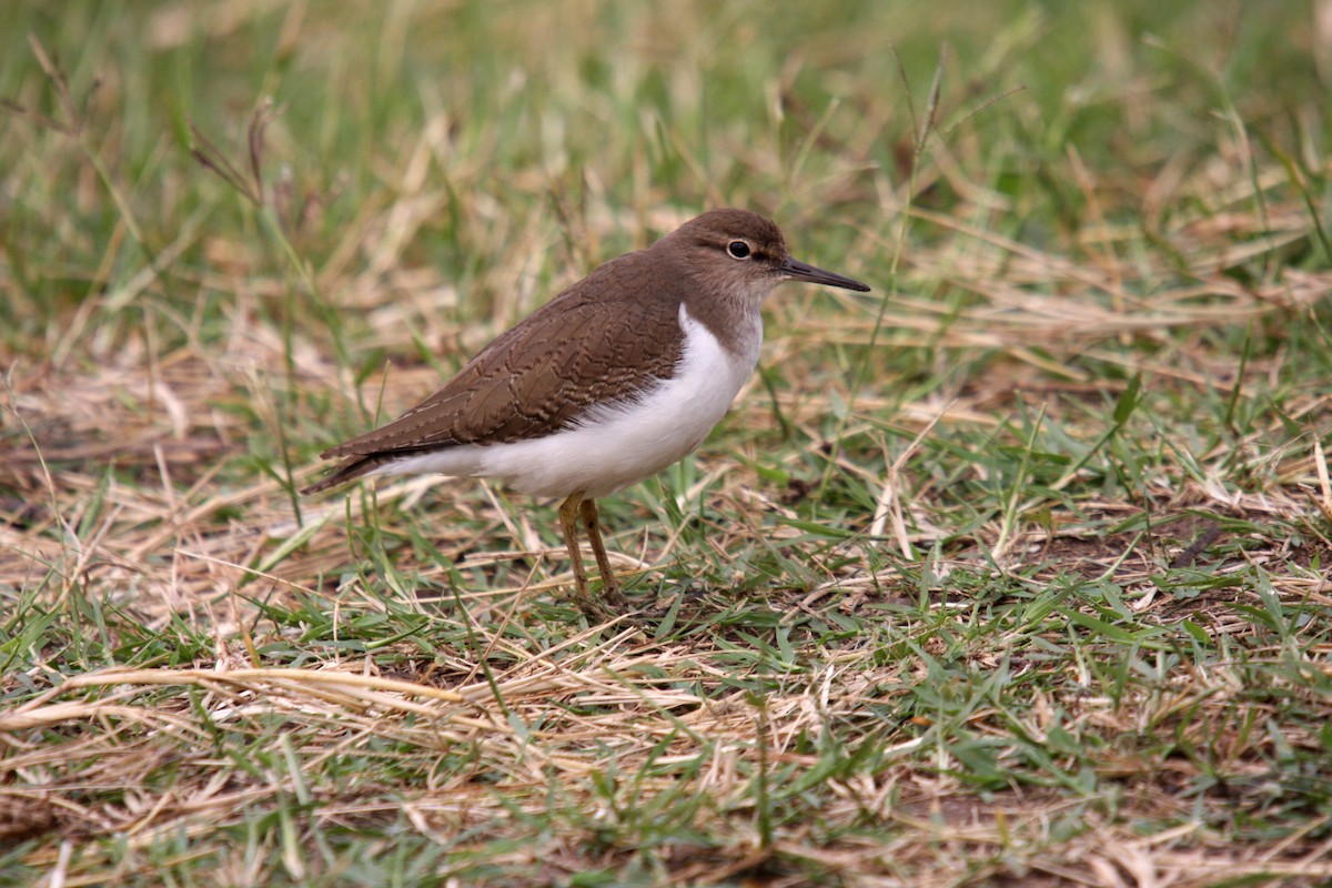 Common Sandpiper - Hans-Jürgen Kühnel