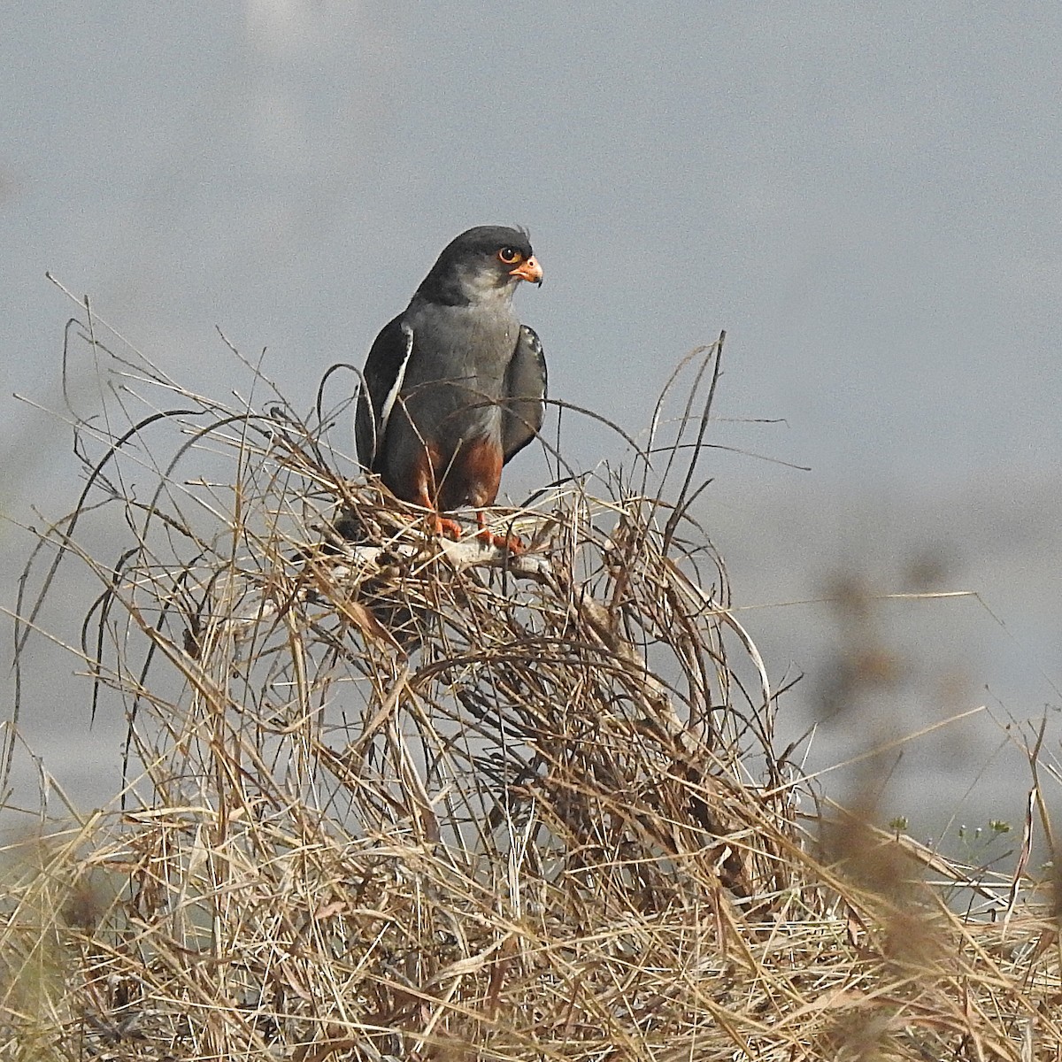 Amur Falcon - Nivedita Kotharé