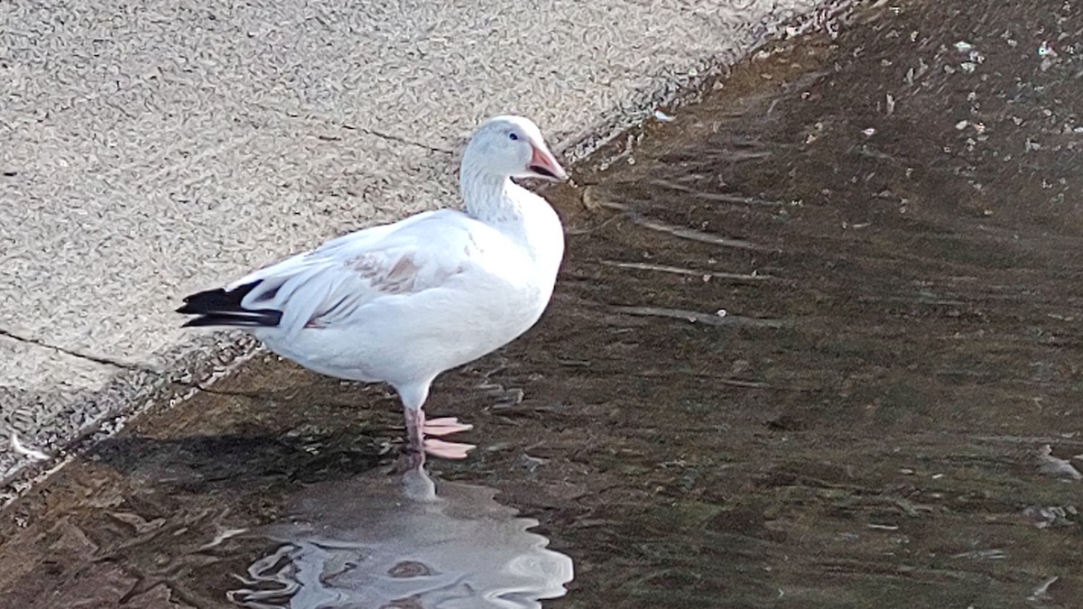 Snow Goose - Lance Tanino