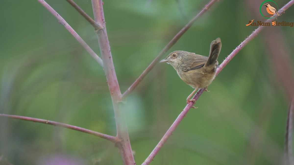 Annam Prinia - ML522912611