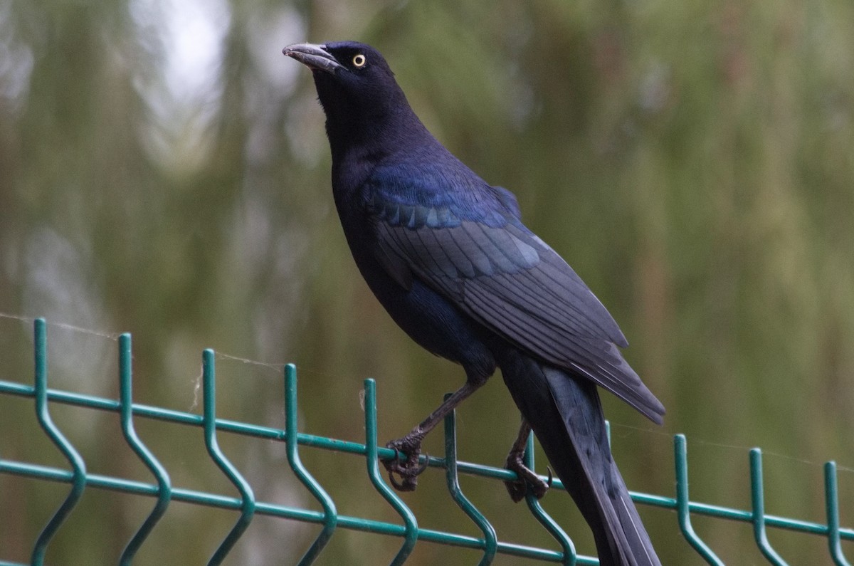 Great-tailed Grackle - ML522913191