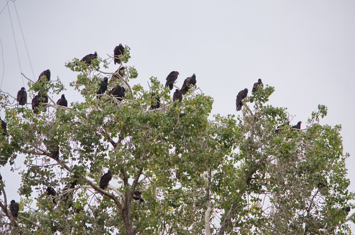 Turkey Vulture - ML522913651