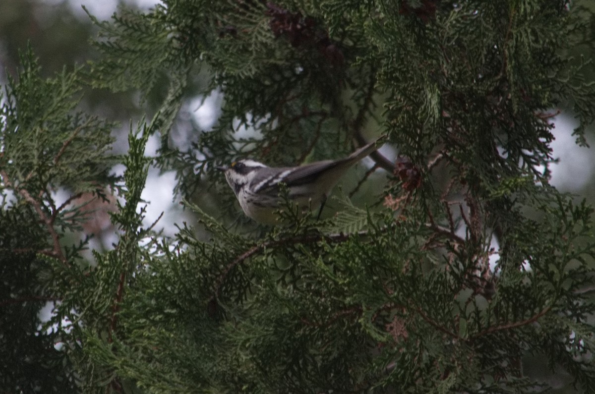Black-throated Gray Warbler - ML522913701