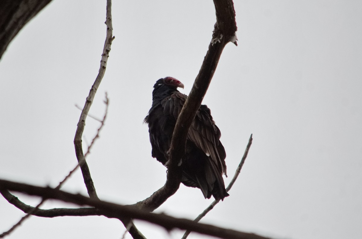 Turkey Vulture - ML522913751
