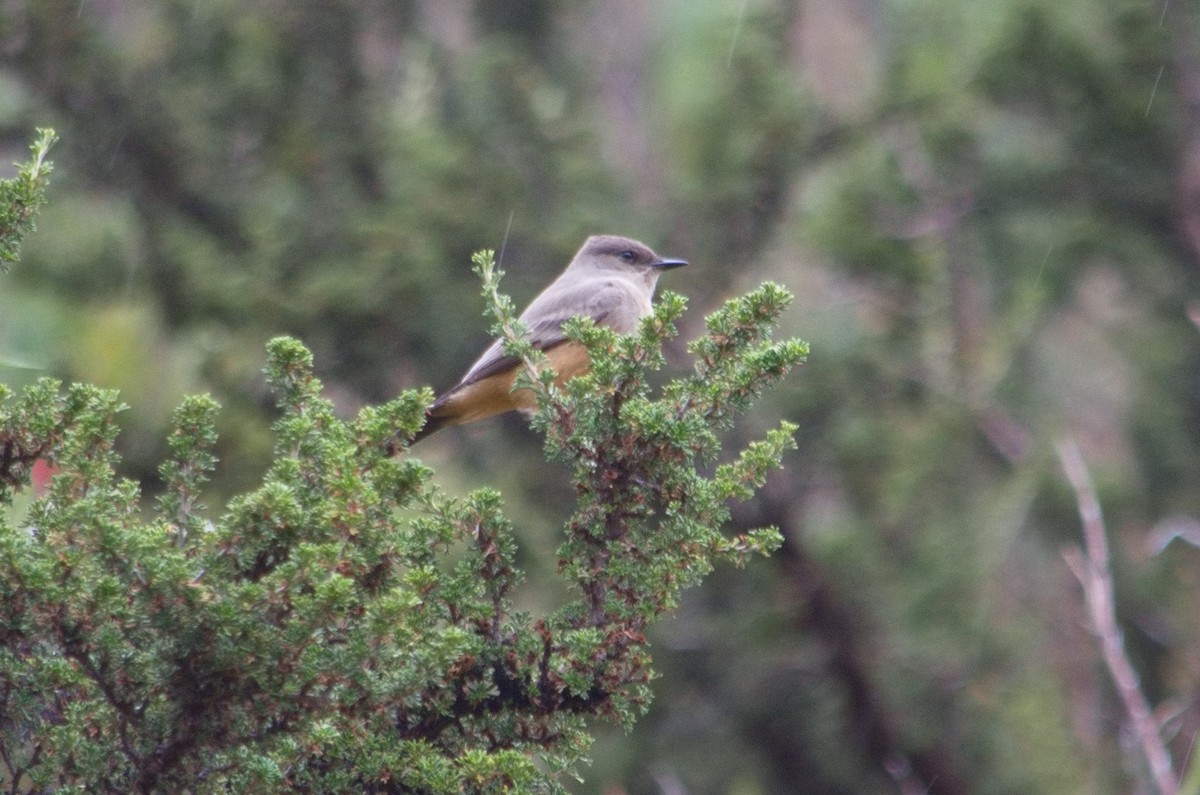 Say's Phoebe - ML522914271
