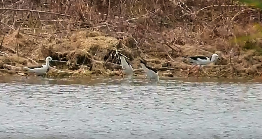 Black-winged Stilt - ML522914841