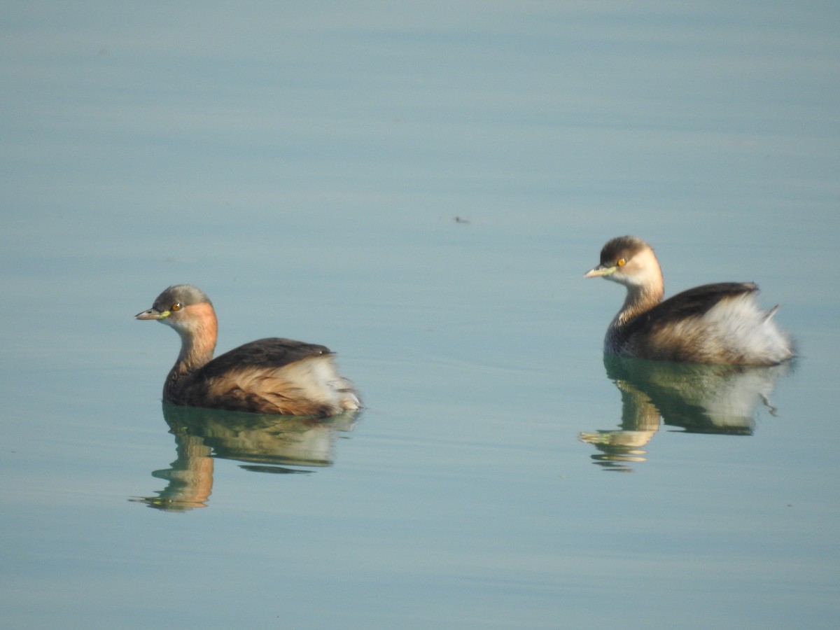 Хурган шунгуур - ML522914931