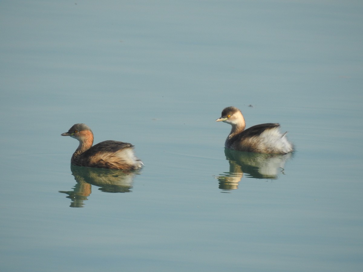 Хурган шунгуур - ML522915051