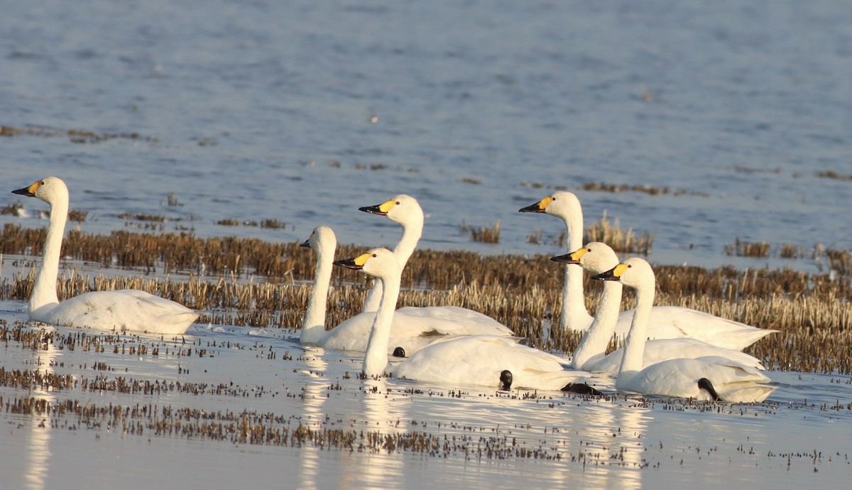 Tundra Swan - Alper YILMAZ