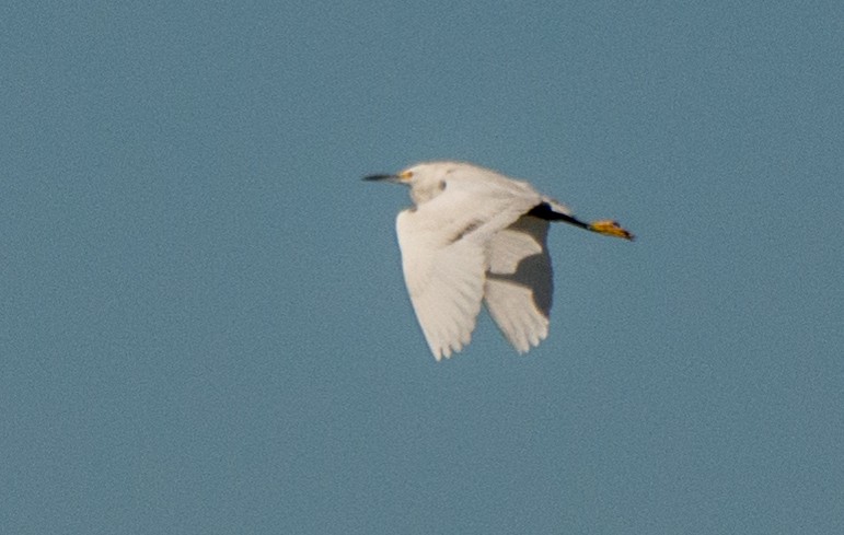 Little Blue Heron x Snowy Egret (hybrid) - Thierry Rabau