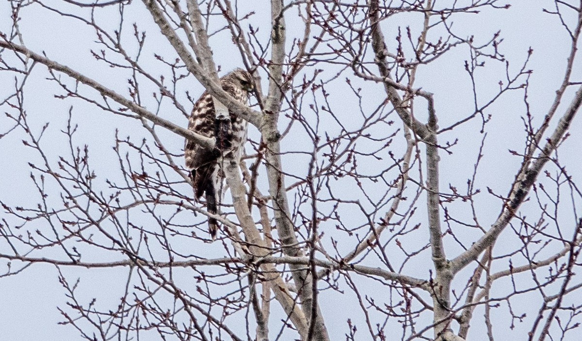 American Goshawk - Gale VerHague